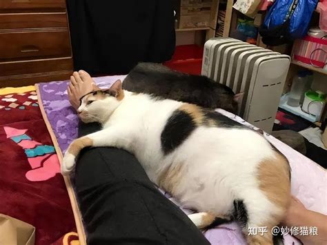 喜歡睡床尾|猫为什么喜欢睡床尾 猫咪睡觉位置和主人关系